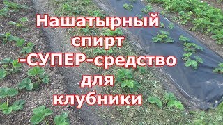 Оснастки с майским жуком на клубнике