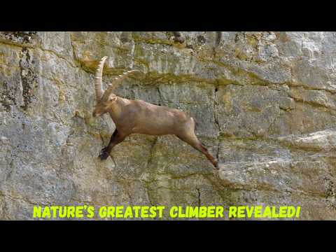 Incredible Journey of the Alpine Ibex | Nature’s Greatest Climber Revealed!