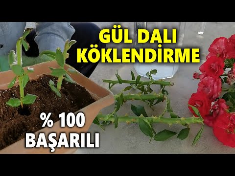 ROSE ROOTING - How to Propagate Roses - Rose Propagation from Cuttings - Rose Propagation from Br...