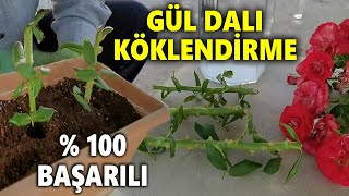 GÜL KÖKLENDİRME-Gül Nasıl Çoğaltılır- Çelikten Gül Çoğaltma-Daldan Gül