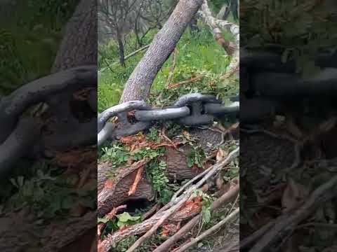 NATUREZA SENDO ARRANCADA A BASE DE CORRENTES GIGANTES NO ESTADO DO MARANHÃO, PARA PLANTAR SOJA, A NATUREZA PEDE SOCORRO PARA QUEM MEU DEUS .