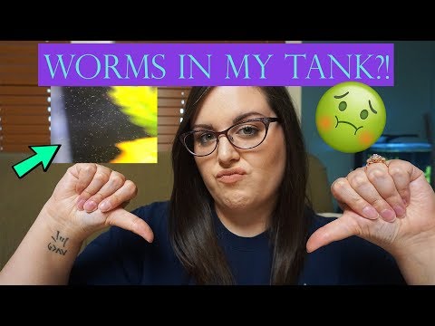 Hundreds of Worms in My Aquarium! | Detritus Worms