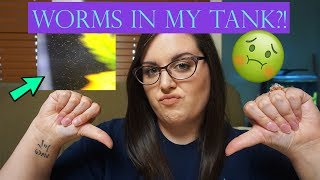 Hundreds of Worms in My Aquarium! | Detritus Worms