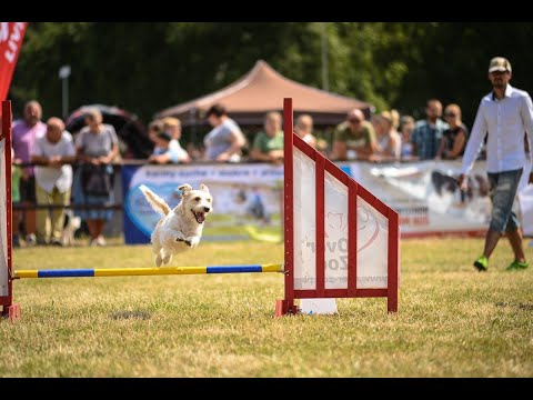 Puchar Bursztynowego Psa 7-8.07.2018