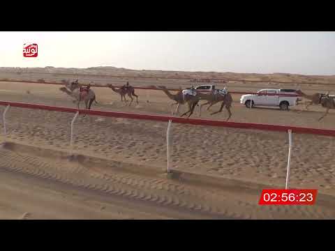 ش 9 (مويه) لـ علي حبروت بن سلطان الكتبي 6:35 ، شارة الشيخ طحنون 2026/8/22 حقايق الجبيب