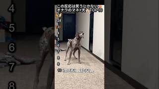 この反応は笑うしかない😂オナラのマネ×犬🐶TOP10