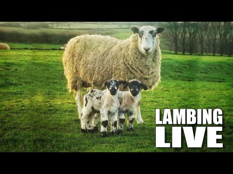Lambing Live at Broughton Grounds Farm 2021