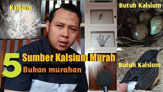 Download lagu Tips to understand calcium sources❗❓before breeding magpie robins with parent feed❗❕here are 5 ch... mp3