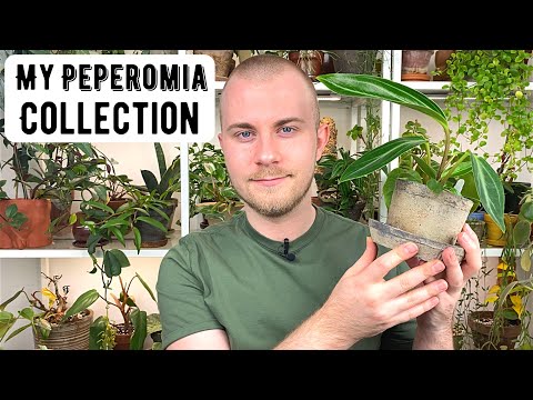 My Entire Peperomia Collection | Houseplant Show & Tell