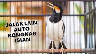Download lagu Pancingan Jalak Suren Gacor Full Isian Jadikan Jalak Lain Yang Dengar Auto Emosi Ikut Bongkar Materi mp3 Download lagu Pancingan Jalak Suren Gacor Full Isian Jadikan Jalak Lain Yang Dengar Auto Emosi Ikut Bongkar Materi mp3