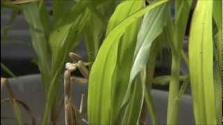 Introduction to Enhancing Natural Enemies.wmv