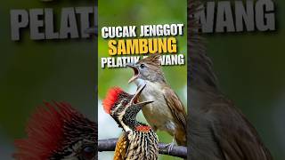Download lagu Tembakan Kasar Rapat, Masteran Cucak Jenggot Sambung Pelatuk Bawang 💯 mp3