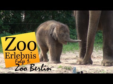 Zoo Berlin - Zoo Erlebnis #1