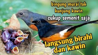 Download lagu terapi ampuh agar murai batu cepat birahi dan kawin|| anti gagal mp3