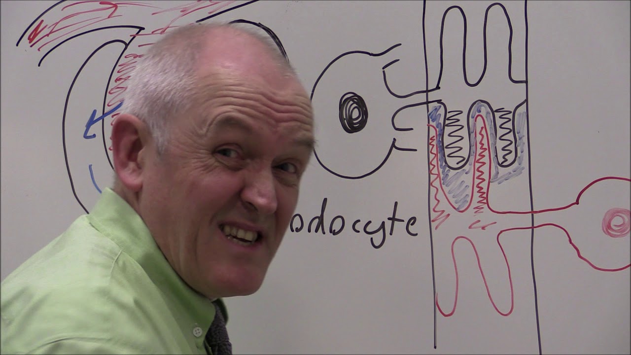 Renal 6, Podocytes and the glomerulus - YouTube