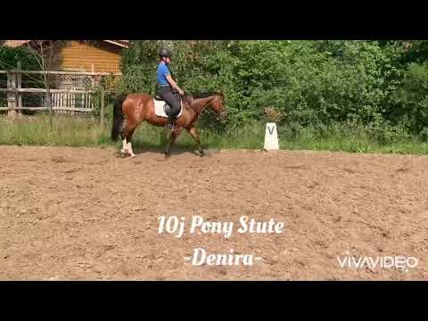 Pony Stute Denira
