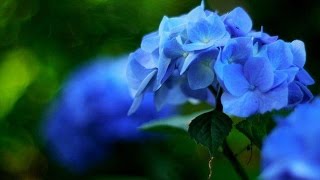 Song Of The Sea (By Jennifer Jou)－ Line Dance（海洋之歌）