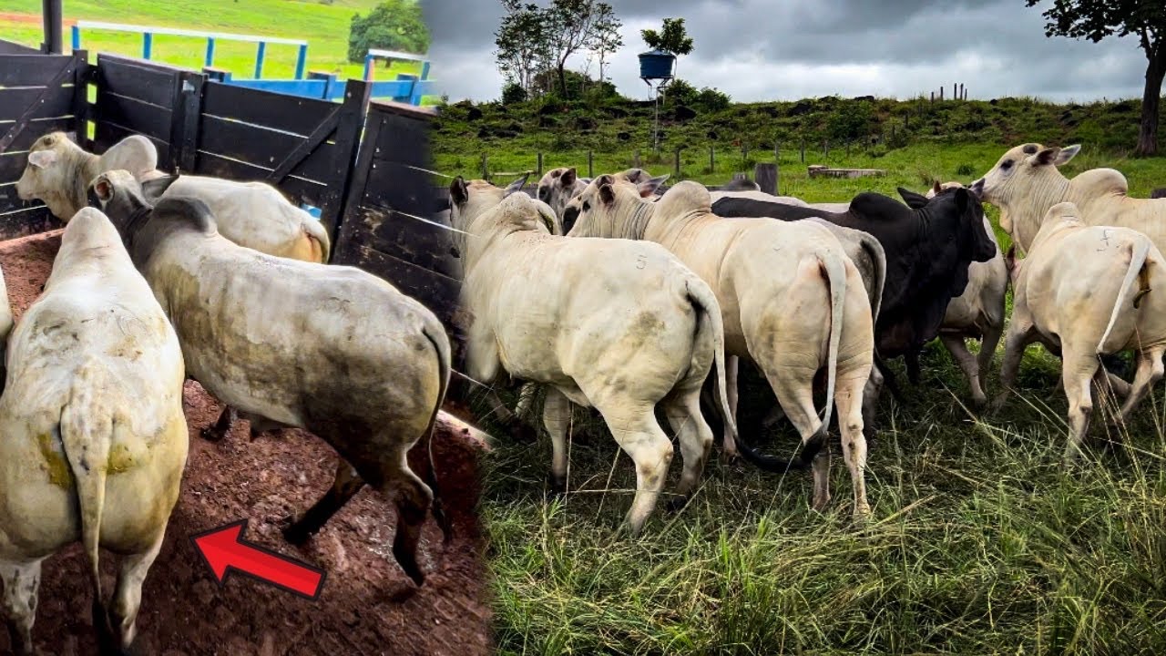 EMBARCANDO BOI GORDO FAZENDA CR  #pecuaria #lida #agro #nelore