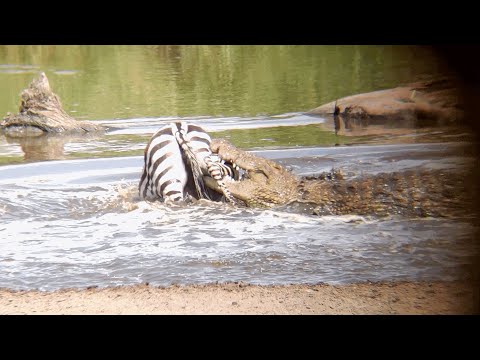 Wild Zebra Incredible escape from crocodile's surprise attack during Tanzania Safari 4K