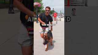 Owner causing vs. owner fixing a reactive dog