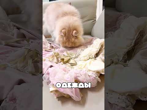 Эти кошки испугались собственной хозяйки