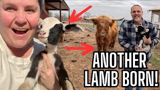 Surprise! Another Lamb Born Today!  Unexpected Farm Birth at Paragon Ridge Ranch!