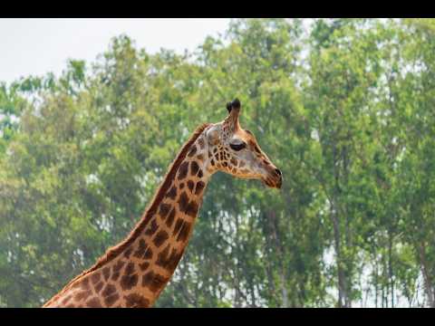 Szeged Zoo - Giraffe