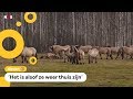 Konikpaarden uit Nederland hebben het nu beter