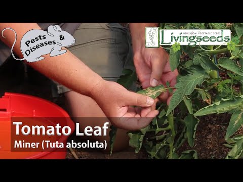 Tomato Leaf Miner (Tuta absoluta)