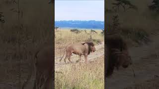 【人生で一度は見るべき🦁目の前に野生のライオン】　アフリカ🦁サファリパーク