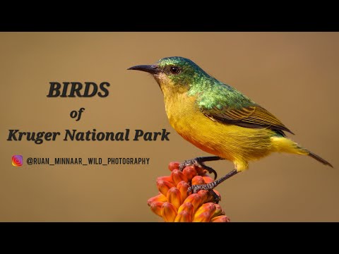 Kruger National Park | BIRDS of Kruger 2023