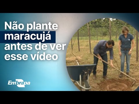 Como plantar maracujá #Embrapa