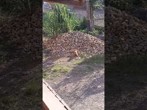 Morning of Oct 20, 2024, Deki and Dora playing together, before Deki disappeared... Forever.