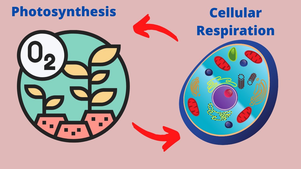 What are 2 differences between photosynthesis and cellular respiration?