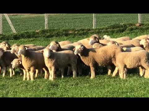 İlde frans merinos F2 F3 melezlerleri