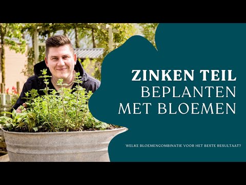 Tuinieren in een zinken teil: creëer een prachtig bloemenfeest I Angelo Dorny