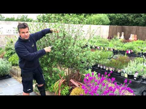 Antony's Gardening Tips - Lavatera