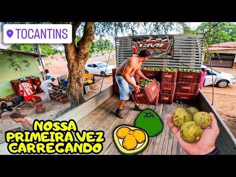 CARREGAMENTO DE PEQUI NO TOCANTINS - NUNCA TINHA CARREGADO!