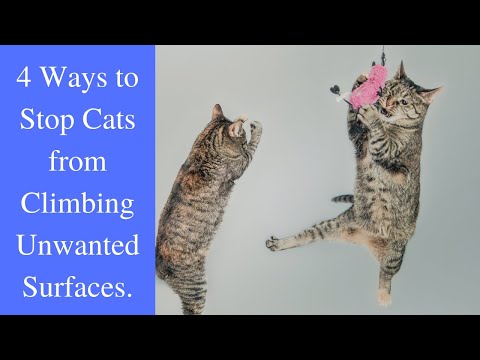 How to stop cats from climbing on furniture?