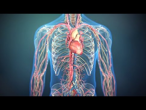The Science of Nitric Oxide | Consumer Health Animation