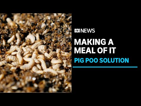 Insects by the millions could help farmers to turn tonnes of manure into  fertilizer. | ABC News