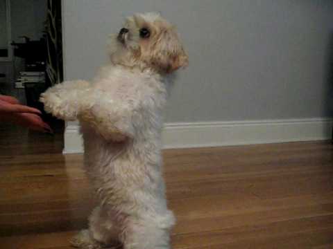 Gizmo Bear squatting and giving paw.