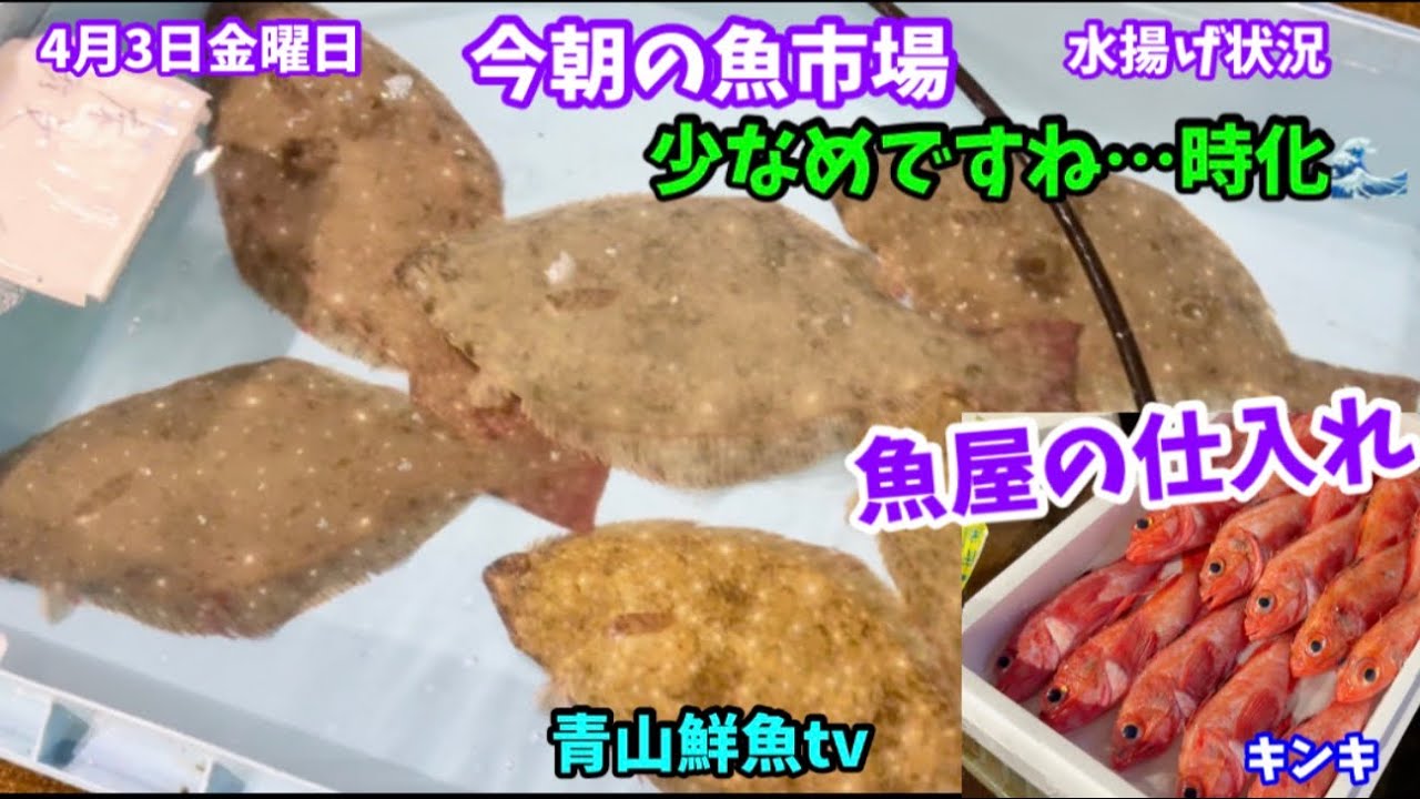 【少ない】今朝の魚市場4月3日金曜日の水揚げ状況