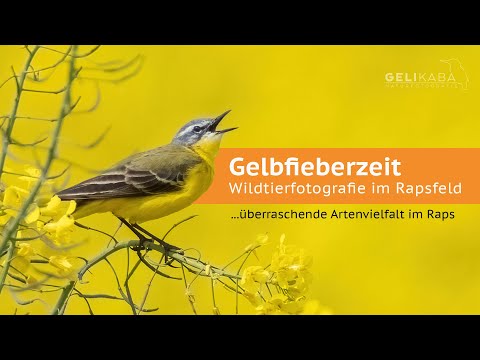 Wildlife photography and bird photography in a rapeseed field. Incredible biodiversity in rapesee...