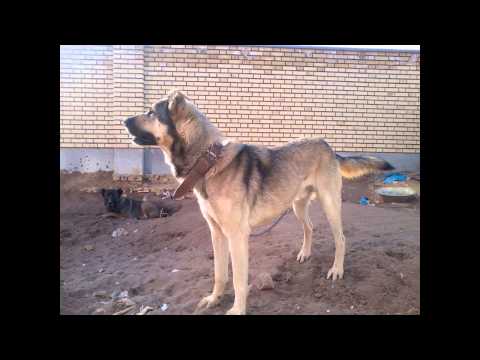 iranian sarabi dogs