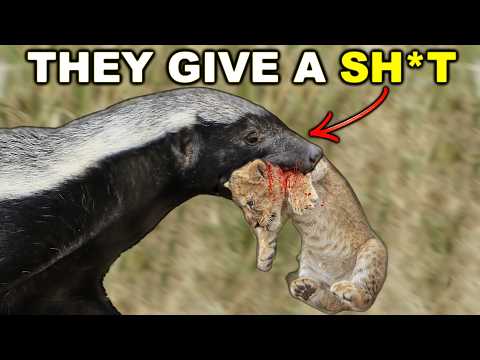 Why Honey Badgers Are FRAUDS