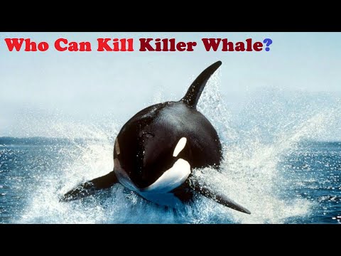 Who Can Kill Killer Whales || 5 Animals That Could Defeat A Killer Whale