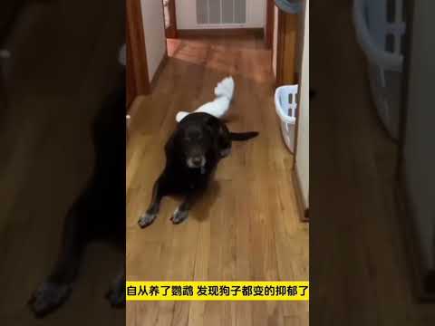 Ai nuôi boss mới hiểu được nỗi đau này #doglover #hashtags #dog #trending