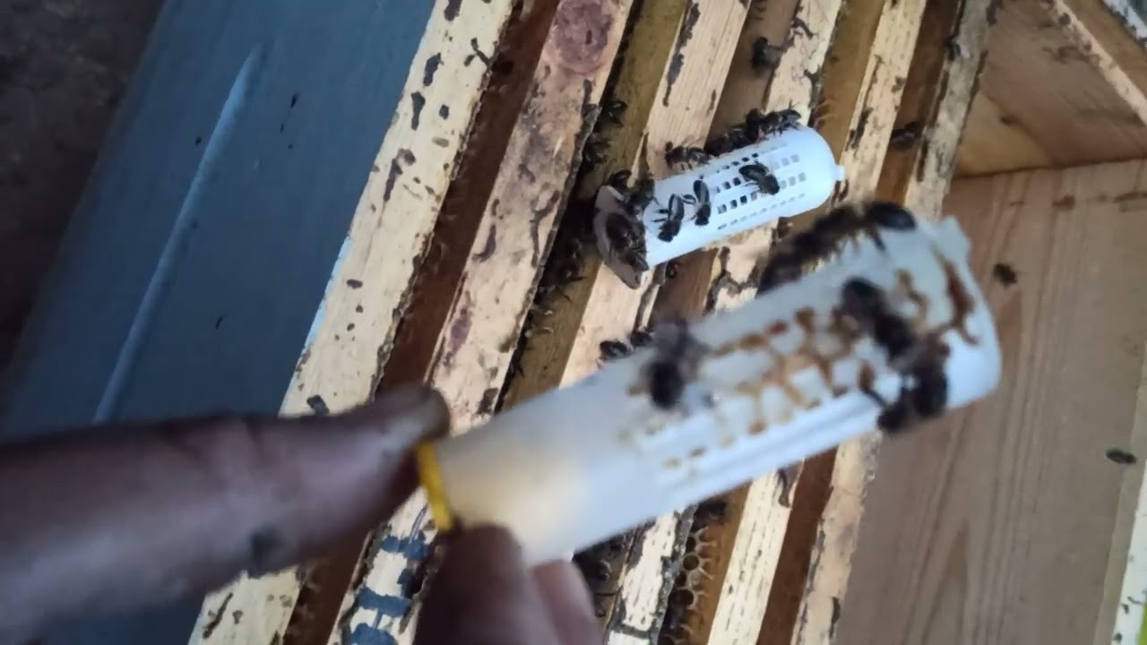 تابع قصة الخلية للاخير ربما تستفيد