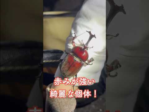 バイオデータサイエンス学科 【虫取り】3m自撮り棒でカブトムシ捕まえてみた🪲🔥